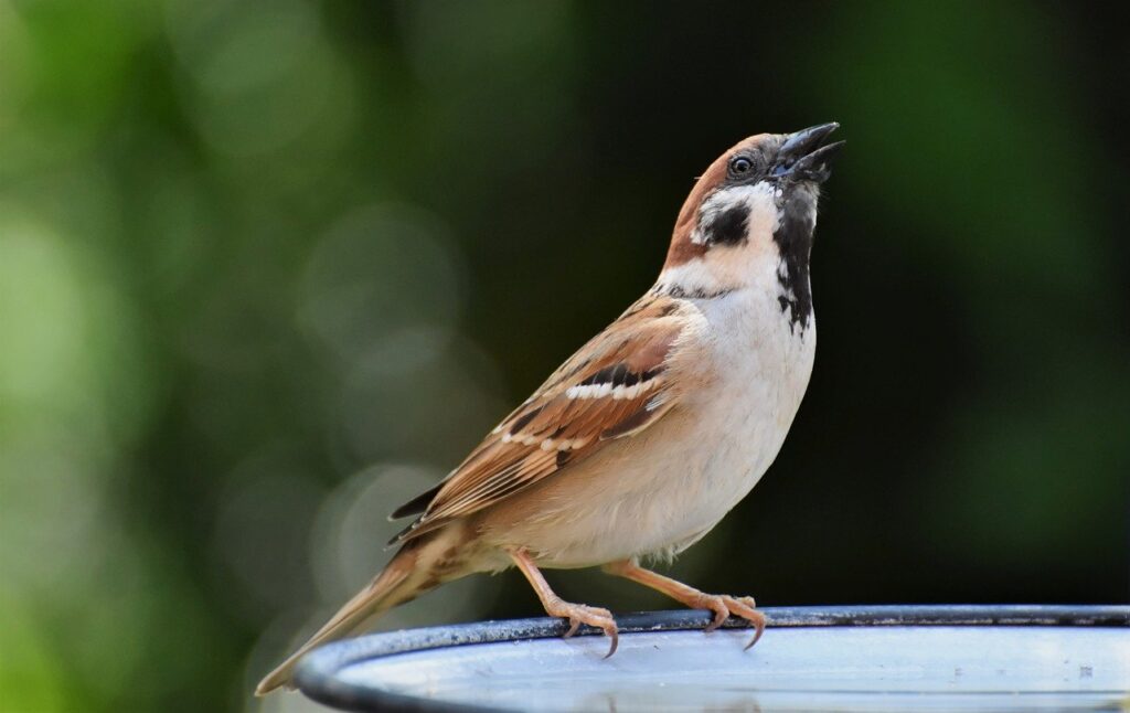 bird, sparrow, ornithology