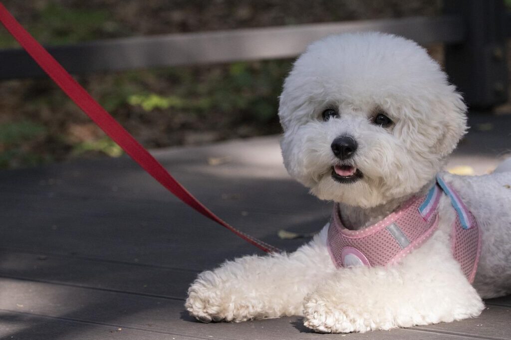 pet dog, puppy, walk-3704093.jpg