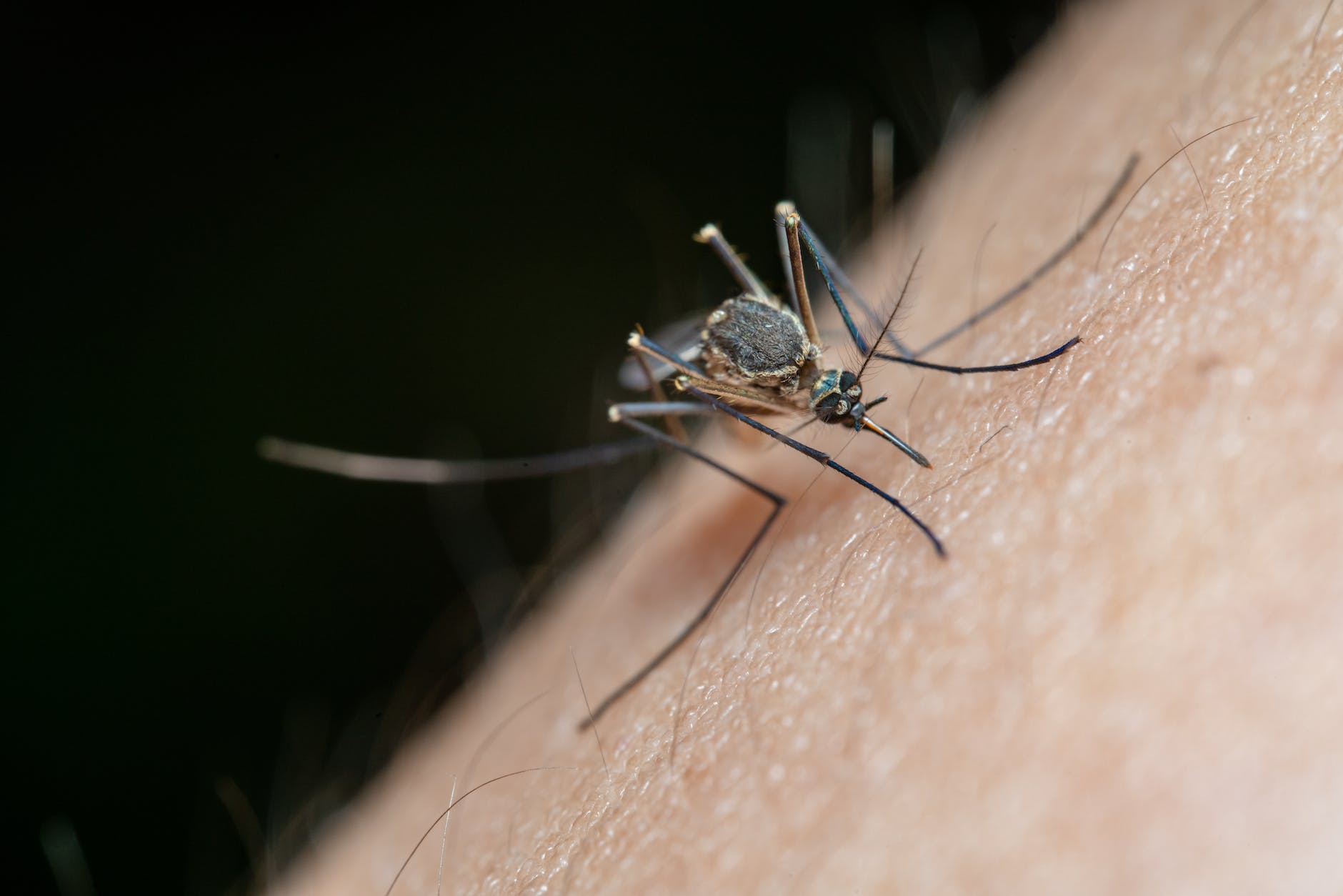 macro shot of a mosquito on human skin