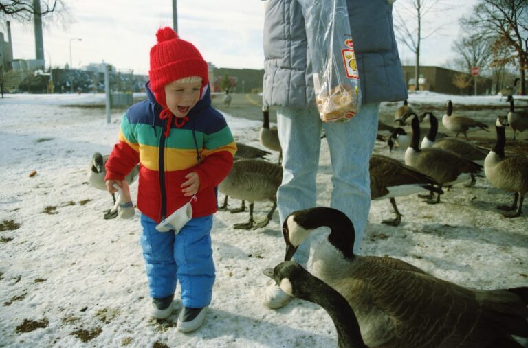 boy looking at ducks on street