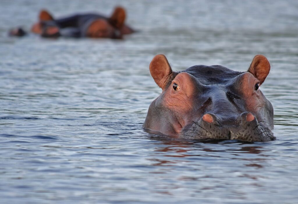 hippos in water