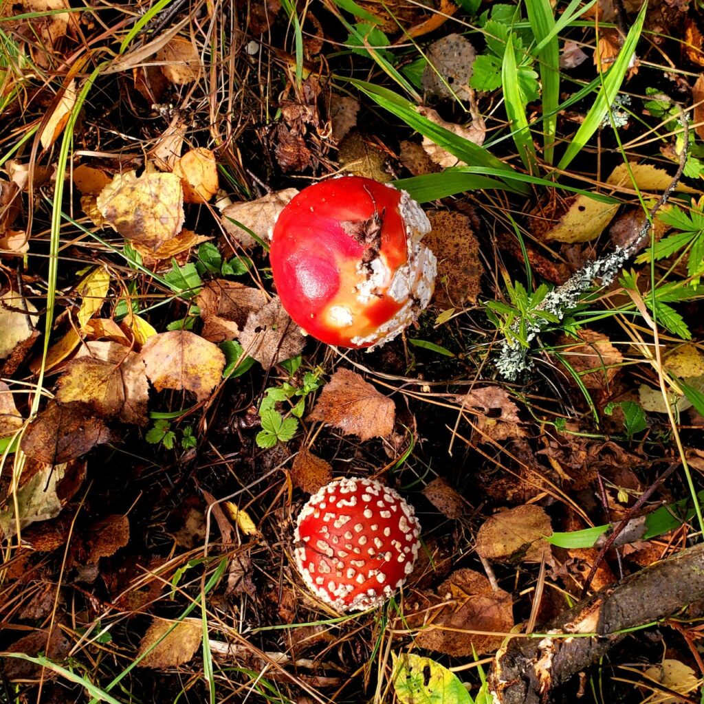 fly agarics growing on a forest floor