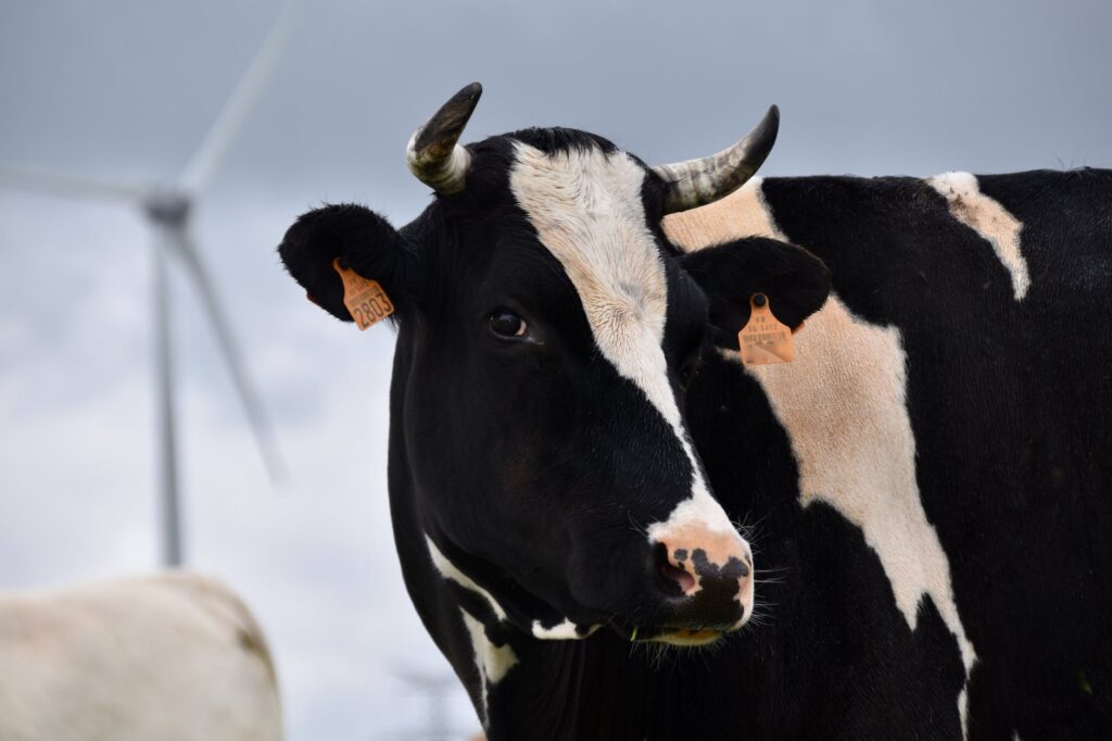 selective focus photography of dairy cow