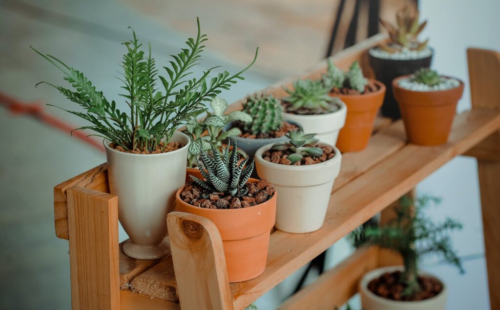 green indoor potted plant lot