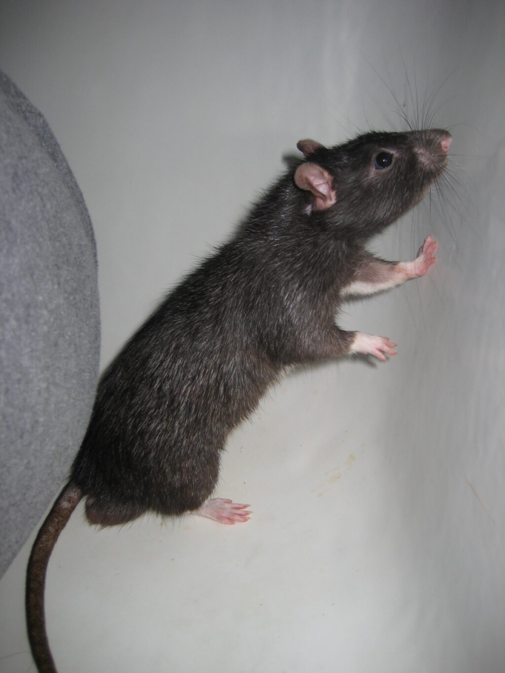 Rats