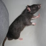 Rats