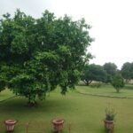 trees in garden