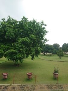 trees in garden