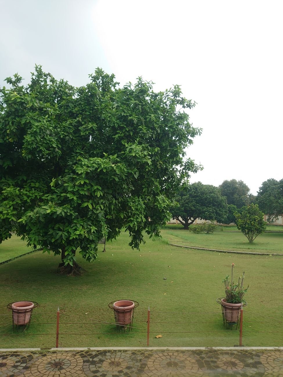 trees in garden