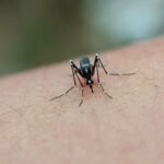 close up of mosquito on human skin in indonesia