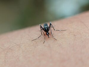 close up of mosquito on human skin in indonesia