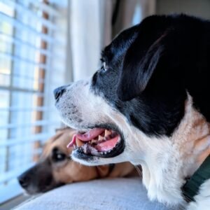curious dogs looking out window with anticipation