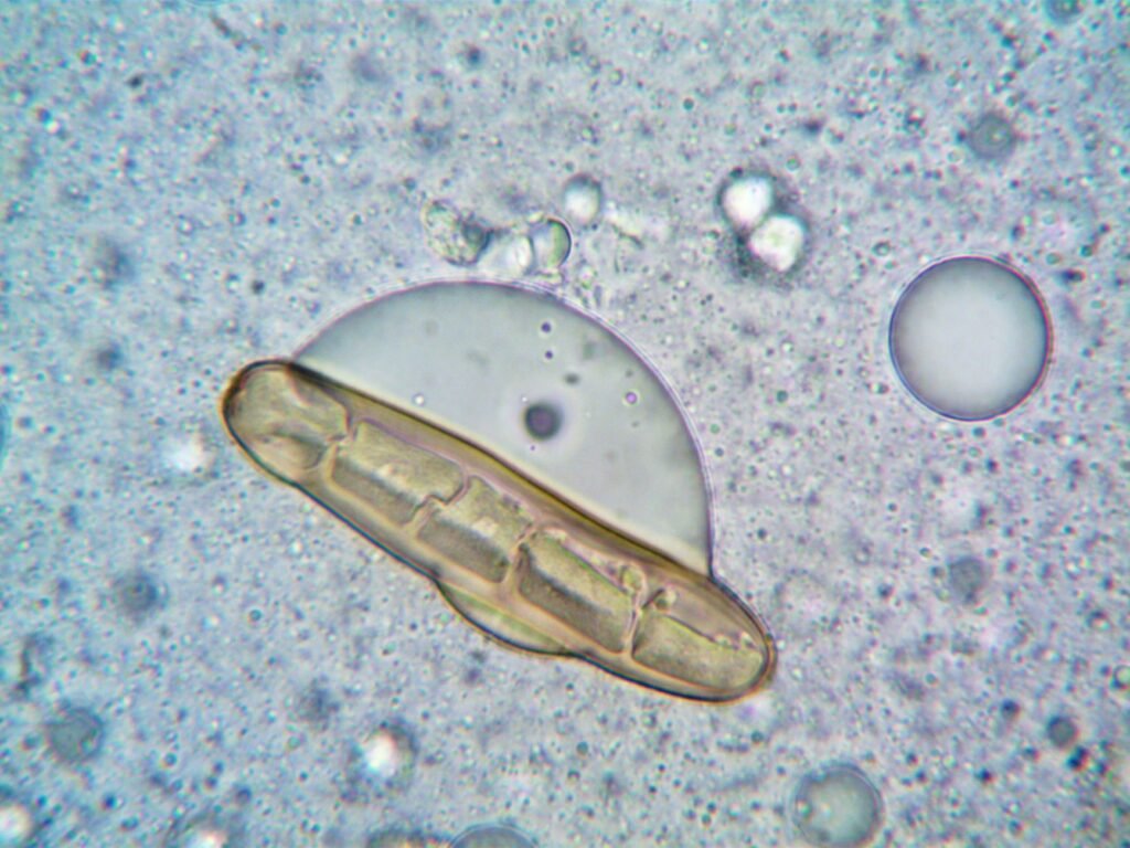 microorganism under a microscope